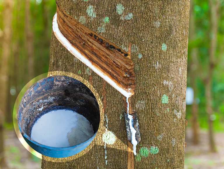 天然乳膠床墊、枕頭,真是天然的嗎? 天然乳膠床墊、枕頭,真是天然的嗎?